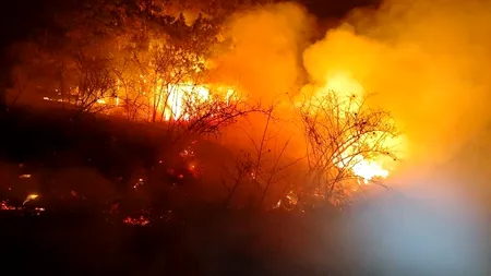 VIDEO Incendiu de proporții în Mehedinți. 30 de hectare de PĂDURE, mistuite de flăcări