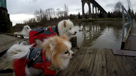 Detaliul care face prietenia dintre acești doi câini o lecție de viață