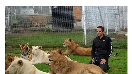 Cum și-a salvat un tigru dresorul din ghearele unui leopard 
