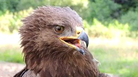 Drumul lui Arlie. Prima acvilă țipătoare s-a întors în România după ce a zburat 25.000 de kilometri