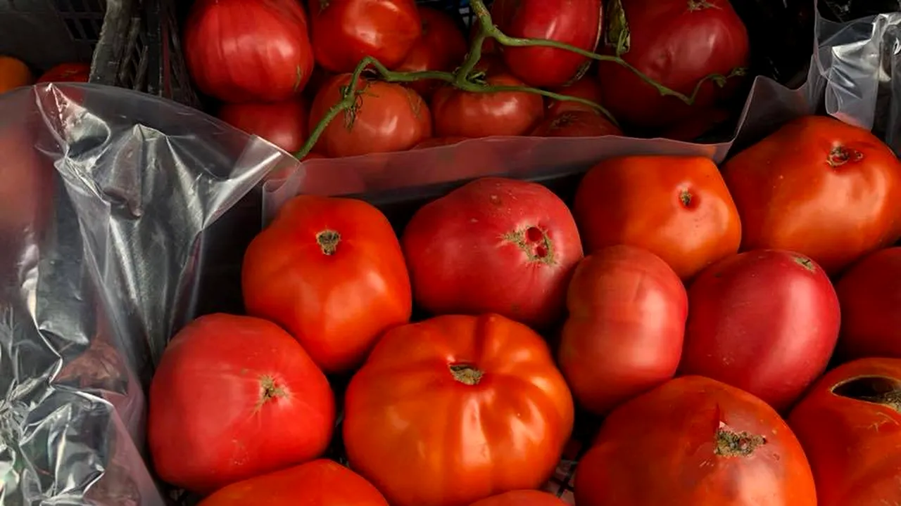 Guvernul a plătit peste 200 milioane de lei la programul de sprijin pentru creșterea tomatelor