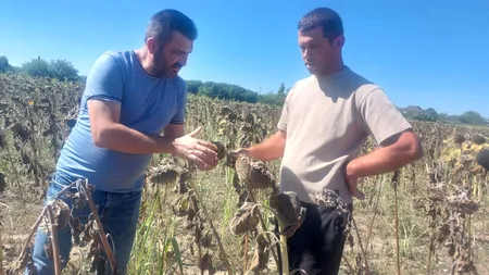 Este dezastru în Olt! Fermierii cer ca județul să fie declarat calamitat în totalitate, din cauza secetei