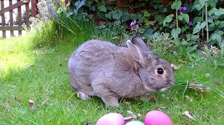 MESAJE DE PAȘTE. Cele mai frumoase URĂRI și FELICITĂRI pe care le poți trimite ca MESAJE DE PAȘTE 