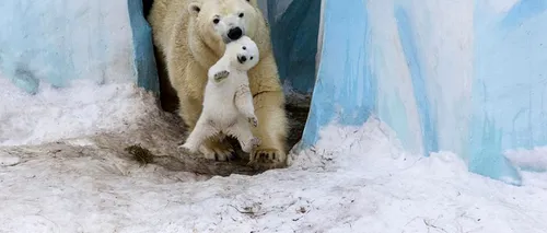 Dragostea părintească în rândul animalelor. GALERIE FOTO impresionantă