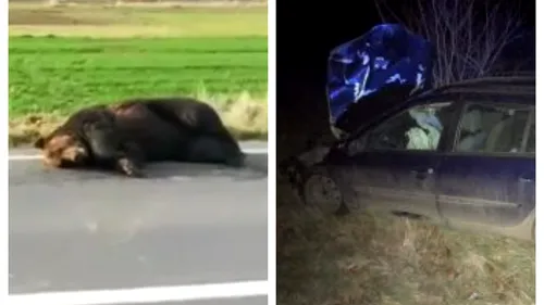 Surpriză pentru șoferul care a lovit un urs pe DN13A / Animalul a zăcut 18 ore în agonie pe carosabil, apoi a fost împușcat