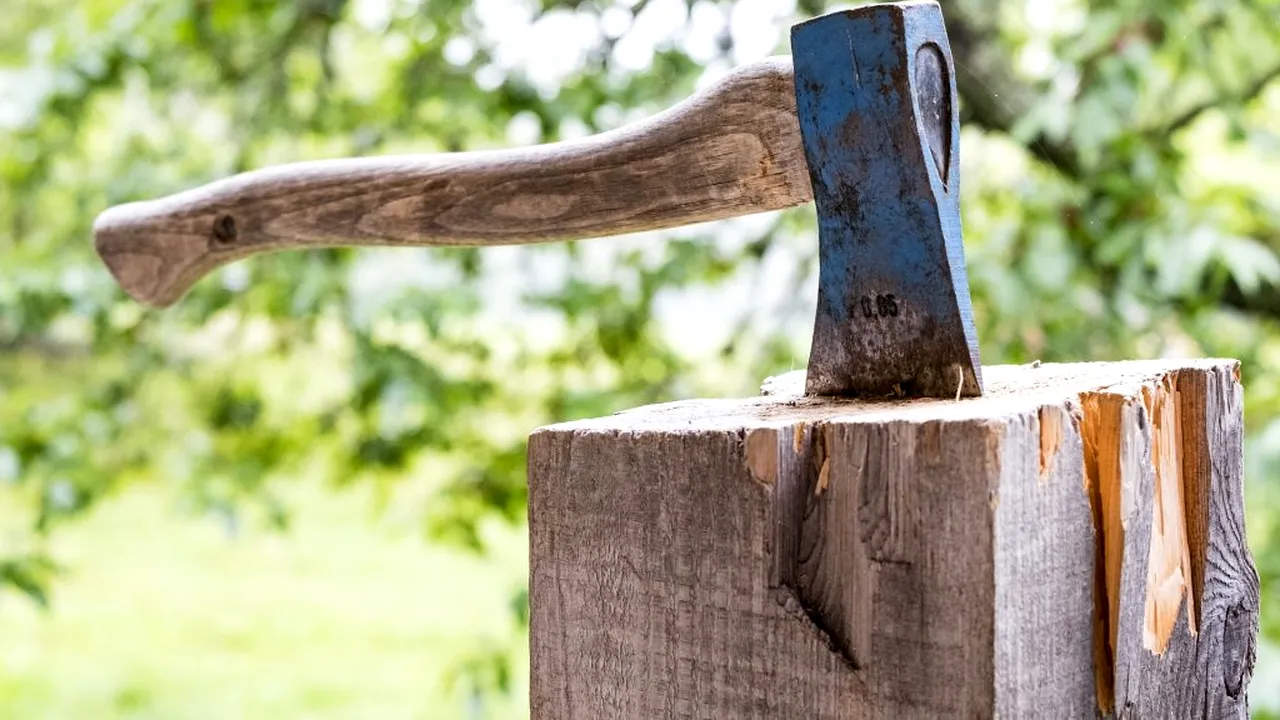 USR vrea să înființeze un DNA al pădurilor