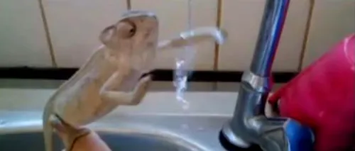 VIDEO. Acesta este cel mai curat cameleon din lume