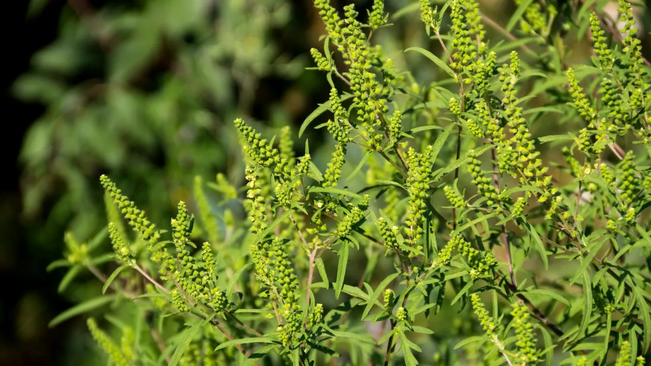 Sezonul alergiilor la ambrozie este în plină desfășurare. Câți proprietari iau în serios obligația legală de a-și curăța terenurile de buruieni