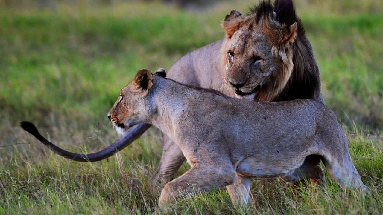 Teoria britanică care schimbă tot ce se știa despre reproducerea animalelor