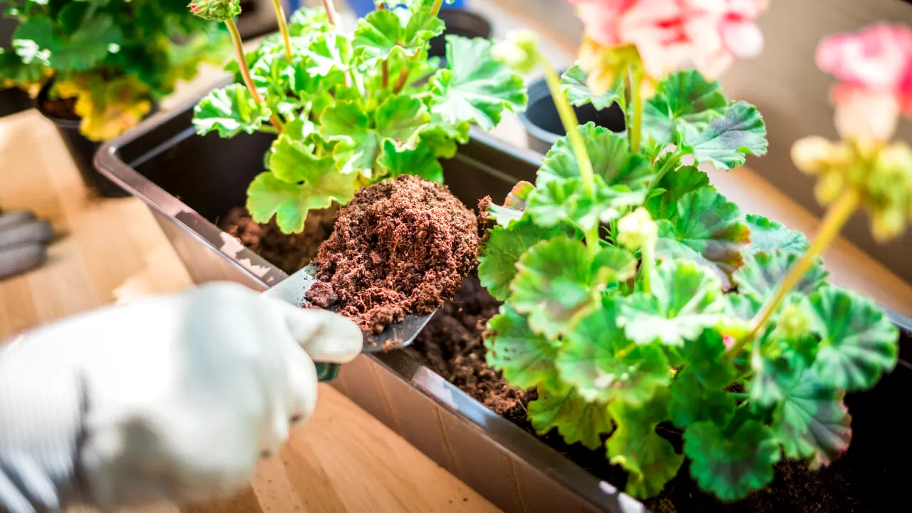 Cu ce trebuie să uzi MUȘCATELE în luna mai. Soluția naturală care le ajută să fie pline de flori toată vara