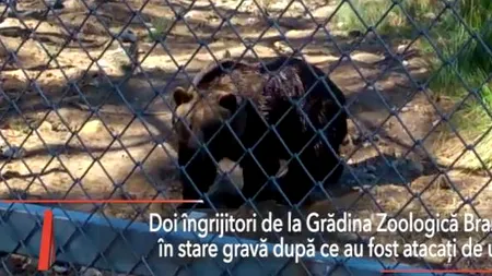 Doi îngrijitori de la Grădina Zoo Brașov, ATACAȚI de un URS