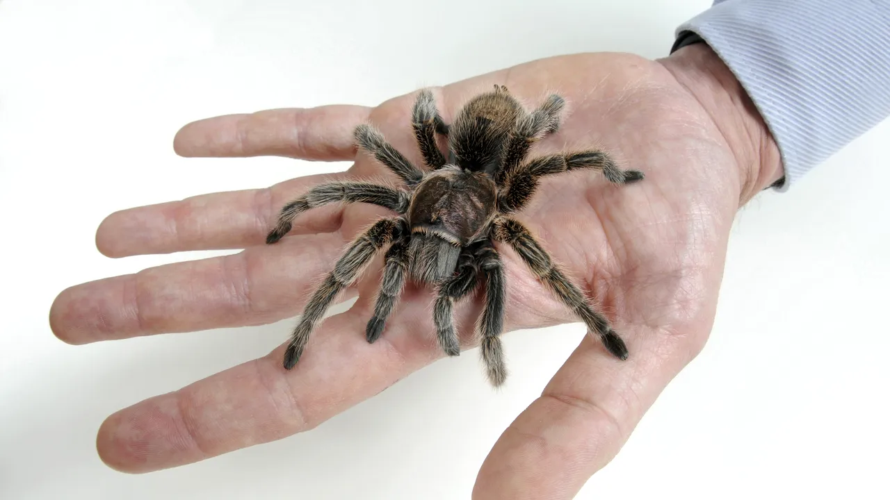 Un bărbat a găsit o metodă inedită de a evita vizitele neanunțate ale soacrei: A profitat de fobia femeii și și-a cumpărat un animal exotic pentru a o ține la distanță 