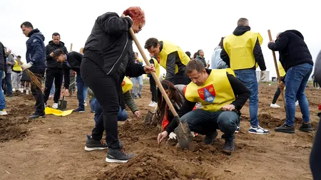 20.000 de puieți plantați de peste 1000 de voluntari în Ilfov (P)