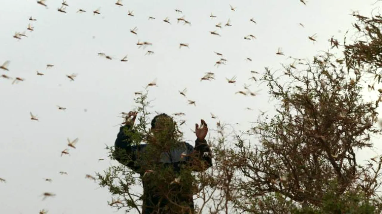 Madagascar se confruntă cu cea mai mare invazie de lăcuste din 1950 încoace