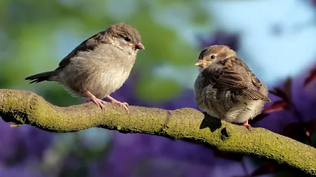 Vremea. Prognoza meteo pentru următoarea lună. Vești proaste pentru agricultori