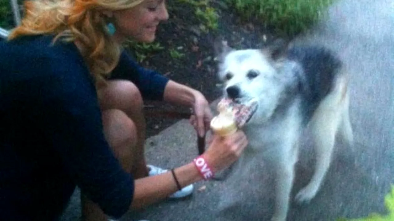 Era ultima zi din viața câinelui său. Gestul unei femei i-a lăsat pe toți fără cuvinte