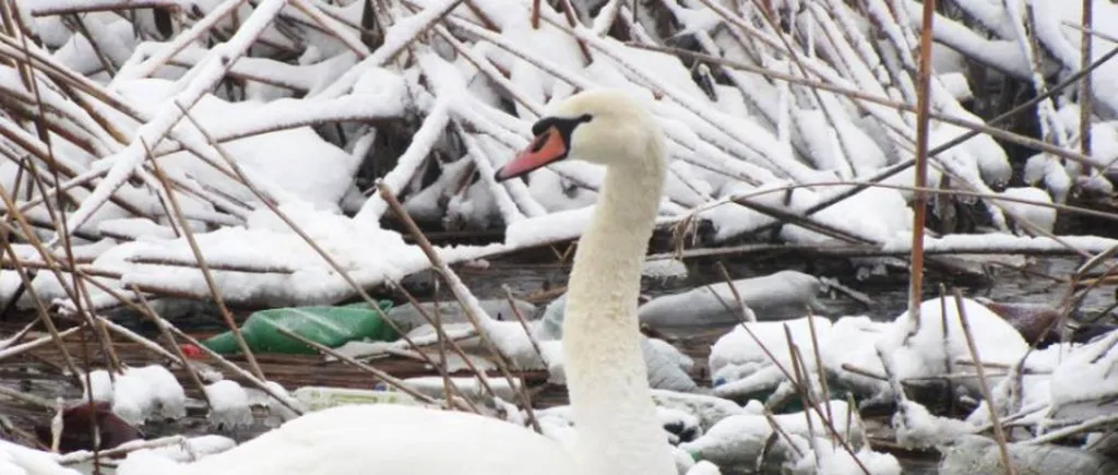 Tulpină a virusului gripei aviare, depistată la o lebădă găsită moartă în Constanța