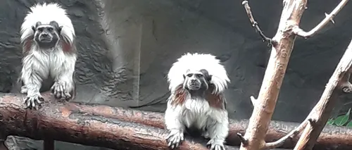Imagini cu puiul de TAMARIN care s-a născut la Zoo Oradea. Specie pe cale de DISPARIȚIE
