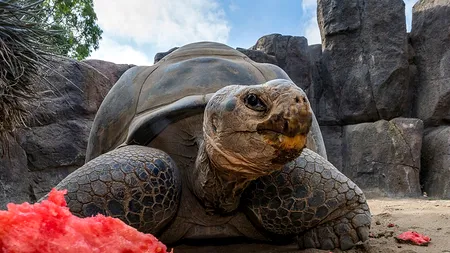 Legendara țestoasă Gramma a murit. A trecut prin două războaie mondiale, pandemii și schimbarea a 20 de președinți americani. Ce vârstă fabuloasă avea