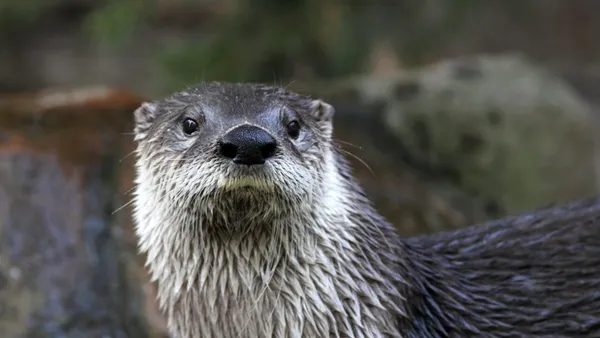 Spectacol la malul mării. O vidră a fost surprinsă în timp ce se joacă