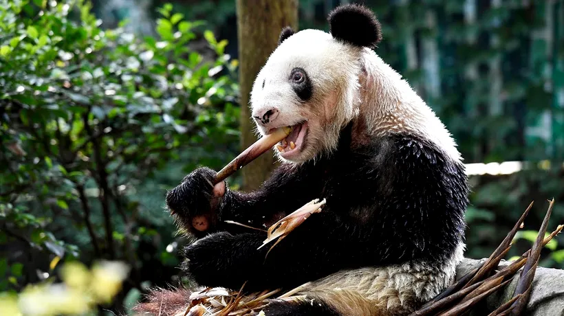 A murit cel mai vârstnic panda care trăia în captivitate! (VIDEO)