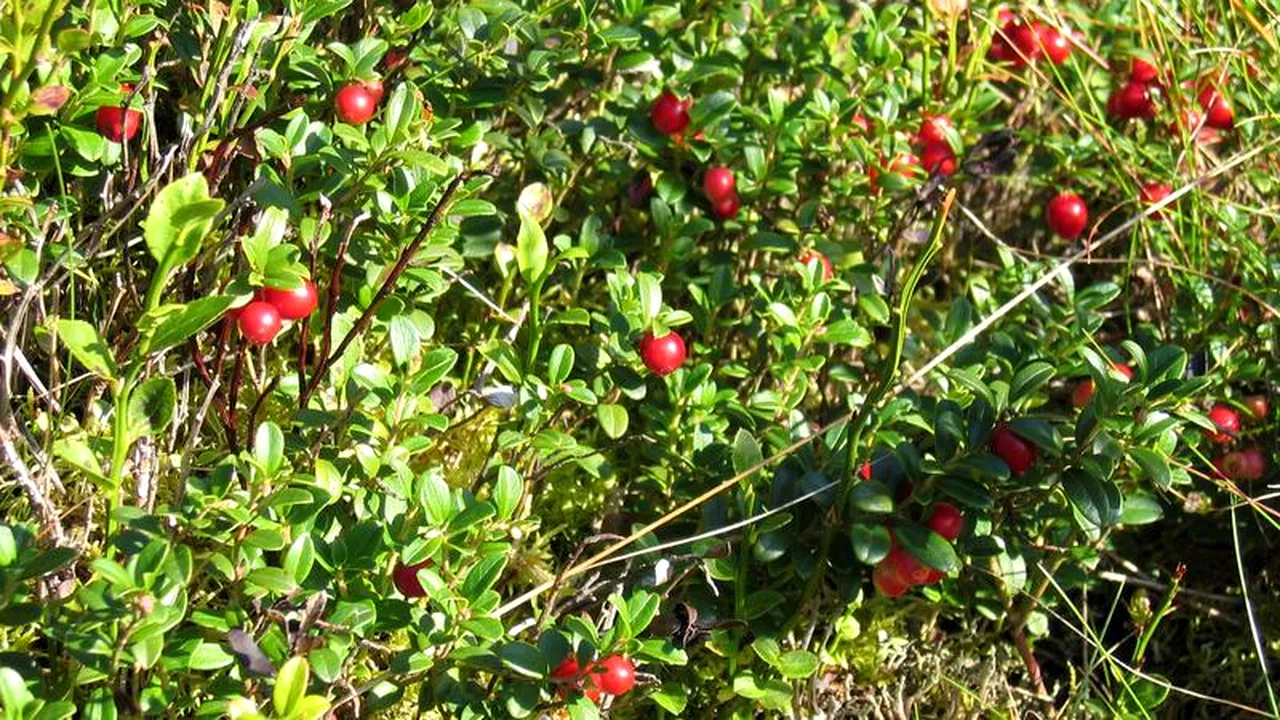 Ce efect au fructele de merișor în combaterea cancerului de colon