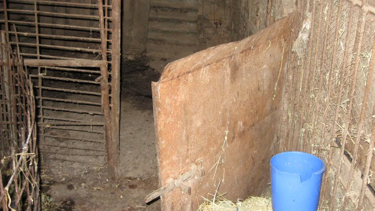 100 de zile de TEROARE între Dunăre și Tisa. Cum a băgat PESTA PORCINĂ AFRICANĂ în carantină jumătate din România