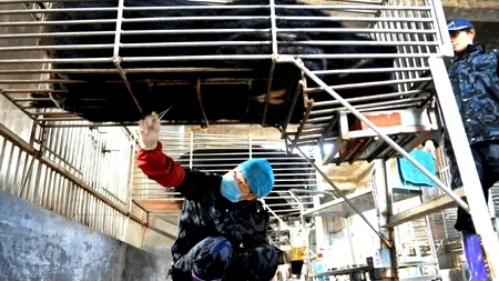 CHINA a aprobat folosirea BILEI DE URS pentru a trata pacienții critici cu coronavirus