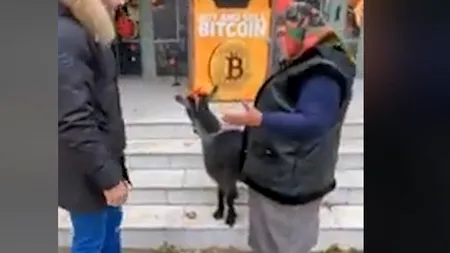 VIDEO | O femeie din Vrancea a încercat să facă afacerea vieții. Ea a vrut să își vândă capra pe un bitcoin