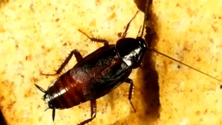 Cum scapi de gândacii de bucătărie cu soluții simple, la îndemâna oricui