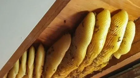 60.000 de albine au fost îndepărtate de pe tavanul unei case. Proprietara locuinței a trăit cu roiul aproape un an de zile: Nu m-au deranjat - VIDEO