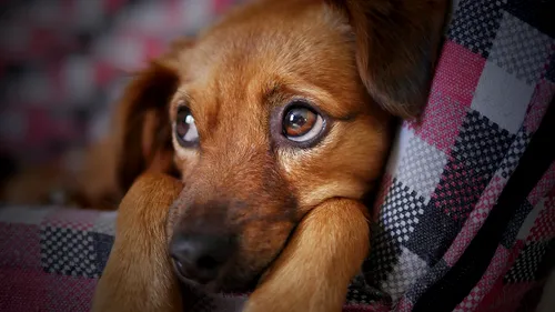 CONTROVERSE. Un cercetător susține că noul coronavirus a fost transmis de un câine vagabond. Ce motive invocă și ce spun specialiștii în medicină veterinară  