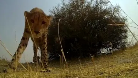 Reacția unui ghepard în fața unei camere de luat vederi. VIDEO