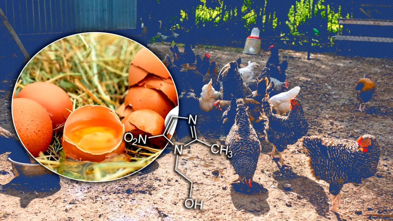 Peste 1,8 milioane de ouă și 350 de mii de păsări, distruse în Republica Moldova după depistarea unui antibiotic interzis