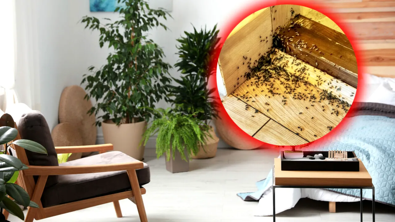 Cum scapi de furnicile din casă. Cele 10 trucuri naturale care nu necesită investiții scumpe