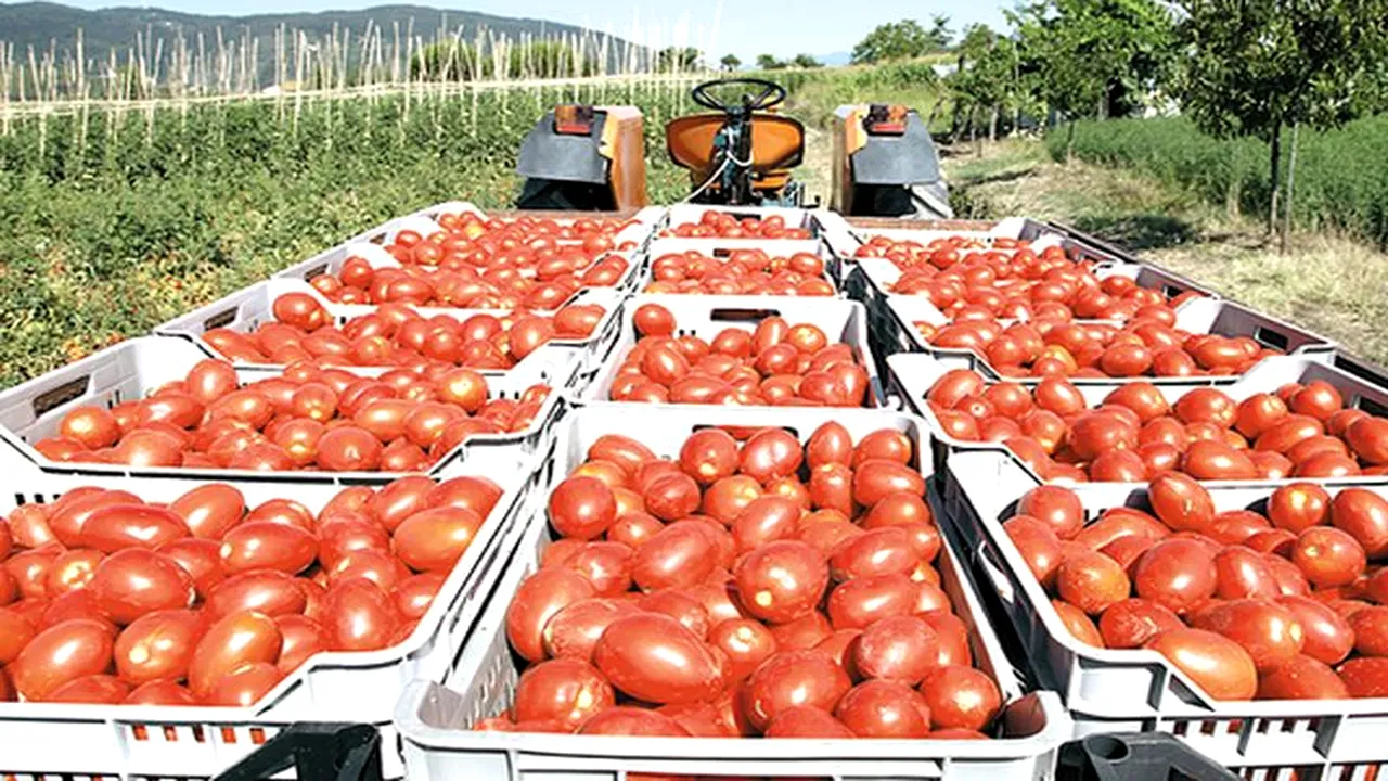 Fără ajutor de stat: Programul Tomata s-a oprit. Subvențiile nu se regăsesc în cererea de consum