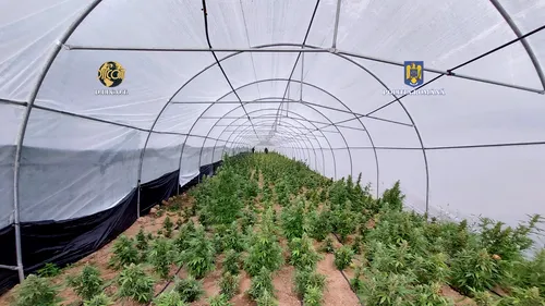O cultură de peste 2.600 de plante de cannabis a fost descoperită în zona muntoasă din Bihor. Cât ar fi valorat pe piață drogurile