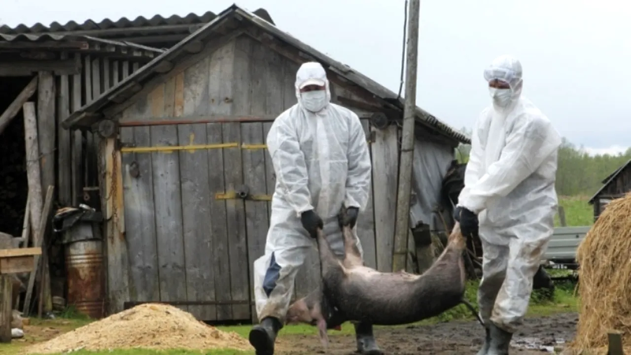 Alertă în Botoșani. Toate produsele alimentare, CONFISCATE și DISTRUSE la graniță, din cauza pestei porcine