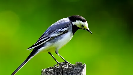 Modificările aduse Legii vânătorii sunt constituționale. CCR a respins sesizarea USR, care reclama faptul că zeci de specii de păsări vor fi „decimate”