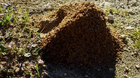 INSECTA care a speriat toată Europa. E printre cele mai distructive specii cunoscute