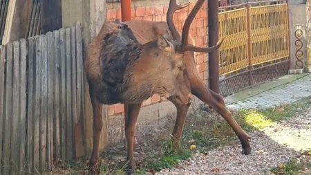 Trist. Un cerb, probabil rănit de braconieri, a mers să moară în Câmpulung Moldovenesc, acolo unde era obișnuit cu oamenii | FOTO