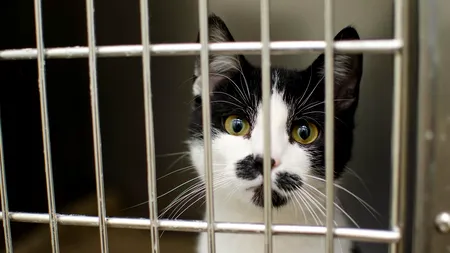 Muncitor de origine asiatică, acuzat că mănâncă pisicile clujenilor. Poliția Animalelor a deschis o anchetă, după reclamația unui localnic