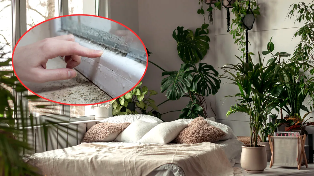 Cele 7 plante care pot preveni apariția mucegaiului în casă, în timpul sezonului rece. Ce spun experții