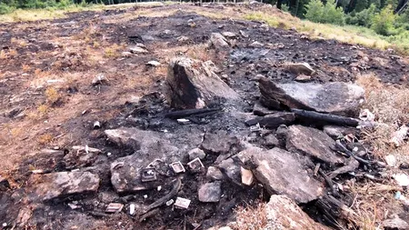 Un senator USR îi cere lui Iohannis ca CSAT să analizeze problema tăierilor ilegale de păduri