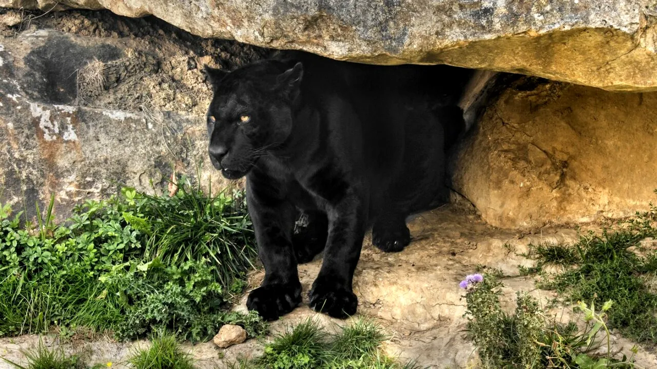 Pantera neagră revine! Autoritățile din Bulgaria sunt în stare de alertă după ce i-ar fi fost semnalată prezența în apropiere de granița României