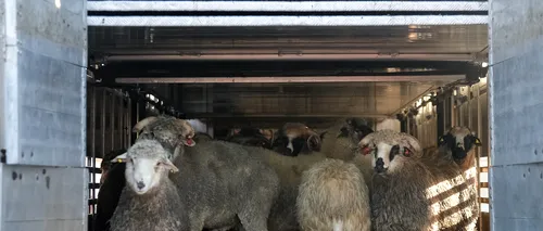 Epava plină cu oi moarte din Portul Midia va fi scoasă la mal în 35 de zile