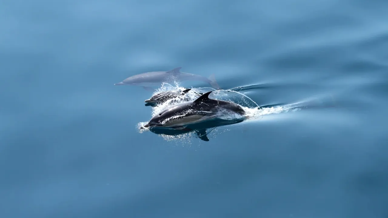 Un delfin a fost găsit mort pe plaja din Olimp. Turist: „Tot ce e posibil să fi atins vreo mină din cele care se știe că mai plutesc în Marea Neagră”