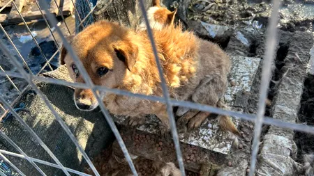 Adăpost clandestin descoperit în Dolj. Peste 140 de animale ținute în codiții mizere, SALVATE de Poliția Animalelor. Proprietara, sancționată „blând”