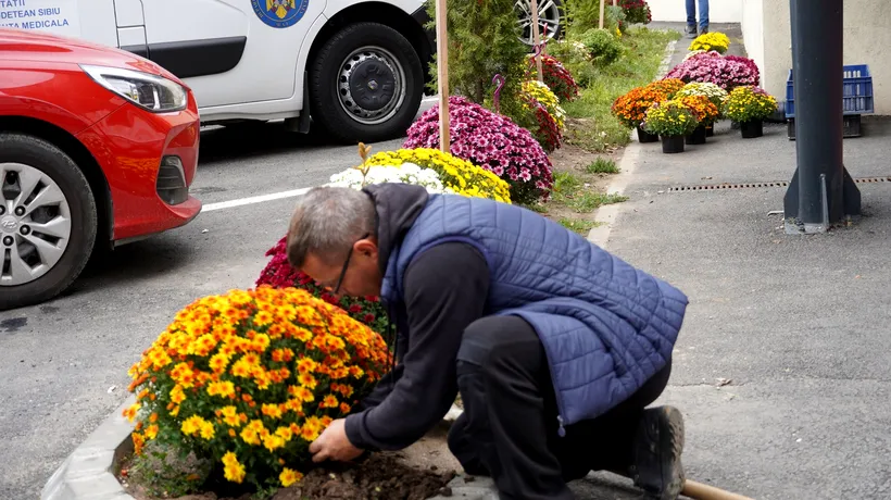 Gestul EMOȚIONANT al unui sibian: Plantează crizanteme în fața Spitalului Județean, în amintirea mamei sale. Care este povestea din spate