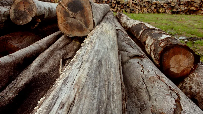 Un proiect de lege prevede ca exportul de bușteni, cherestea și lemne de foc să fie interzis pe o perioadă de cinci ani